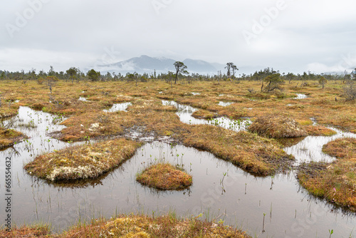 The Petersburg muskeg (Peat Bog) with clouds skirting the mountains behind, Alaska, USA