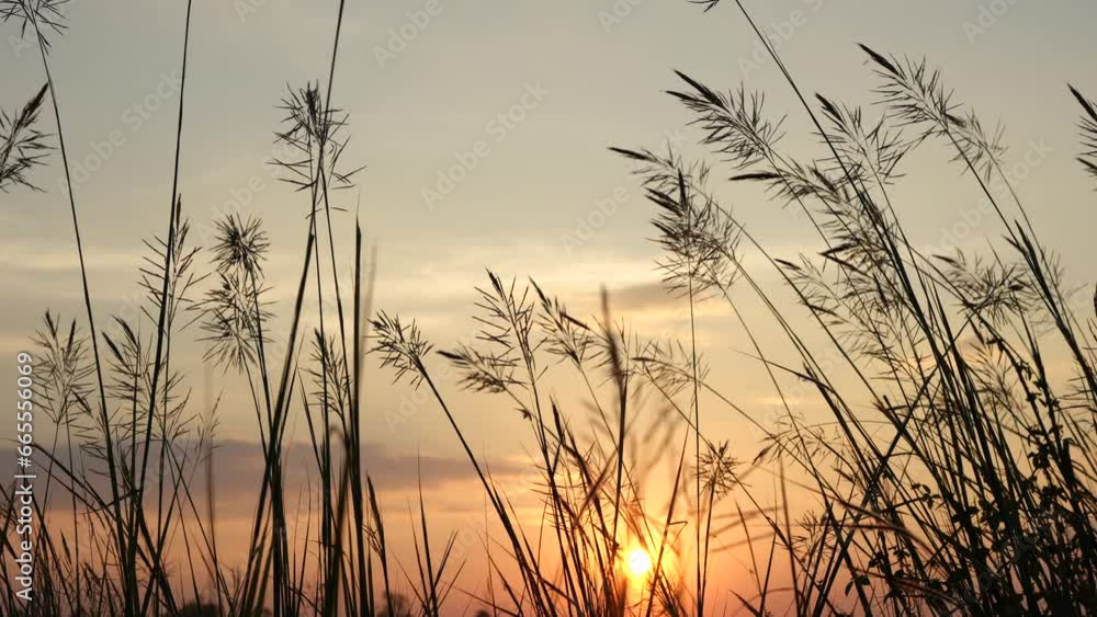 Background of grass flower silhouettes during sunset Background of grass flower silhouettes during sunset