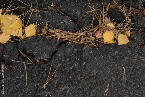 Autumn yellow leaves on dark grey asphalt in coniferous forest
