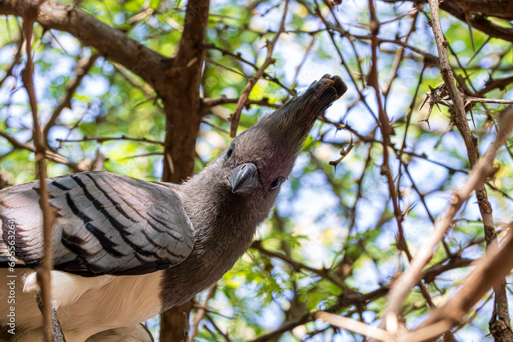 Fototapeta premium bird on a tree