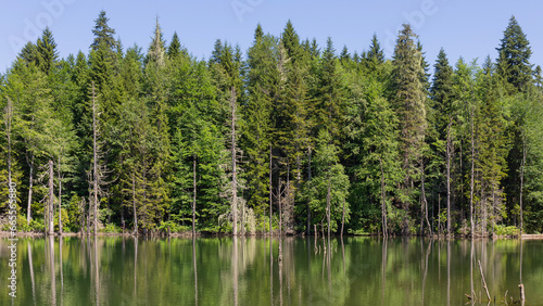 green forest and trees reflected in the water