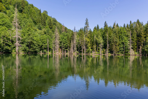green forest and trees reflected in the water