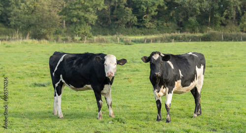 two black and white beef cows, green farm field