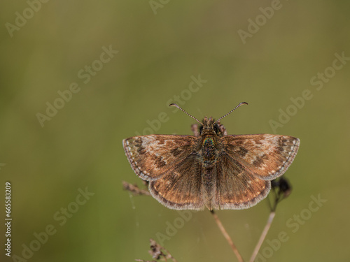 Dingy Skipper Buttterfly Resting Wing Open
