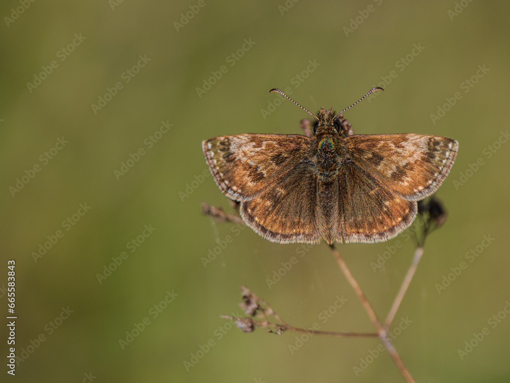 Dingy Skipper Buttterfly Resting Wing Open Dingy Skipper Buttterfly Resting Wing Open