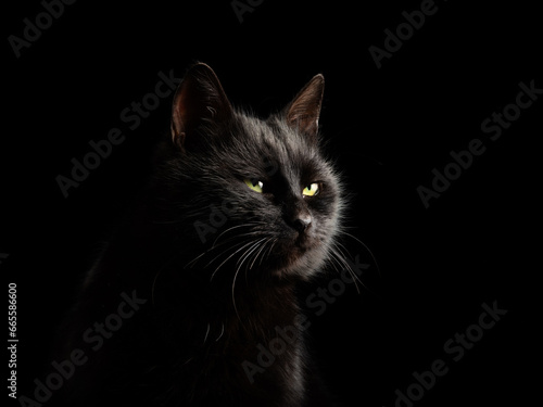 black cat on a black background