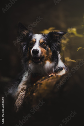 Border collie dog at forest
