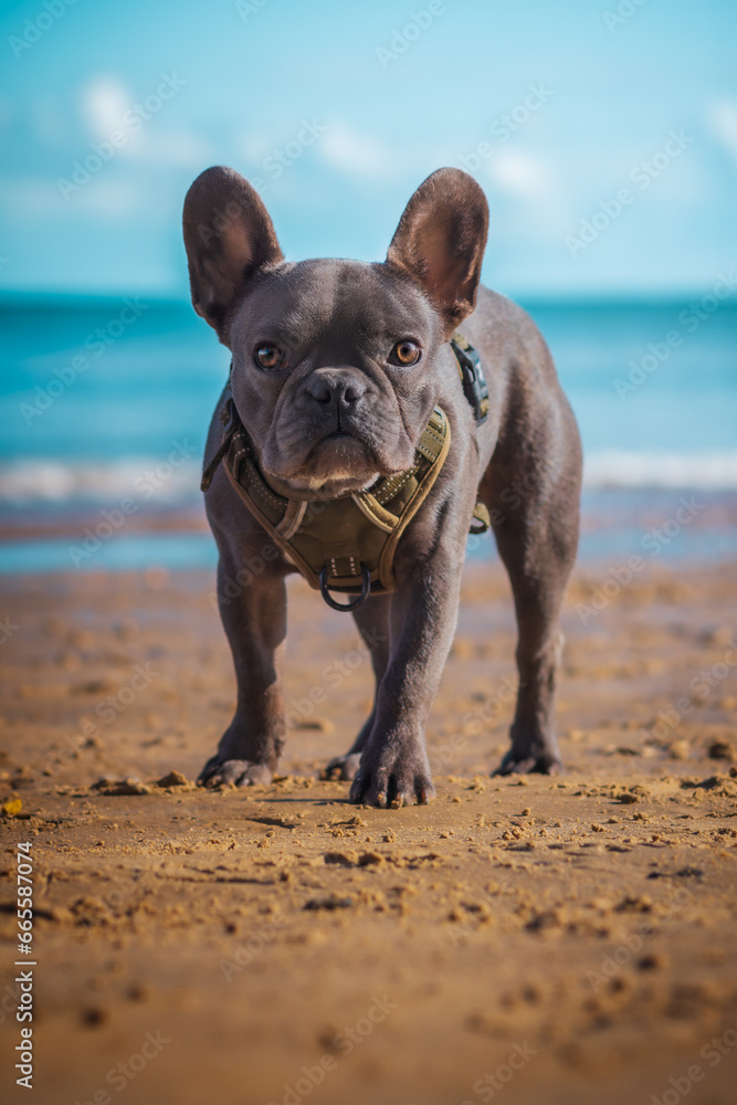 French bulldog puppy at the beach