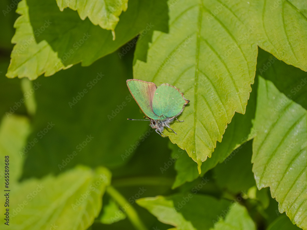 Obraz premium Green Hairstreak Butterfly on a Leaf