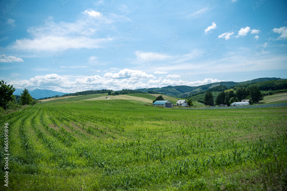 Scenic Farmland Landscape in Summer