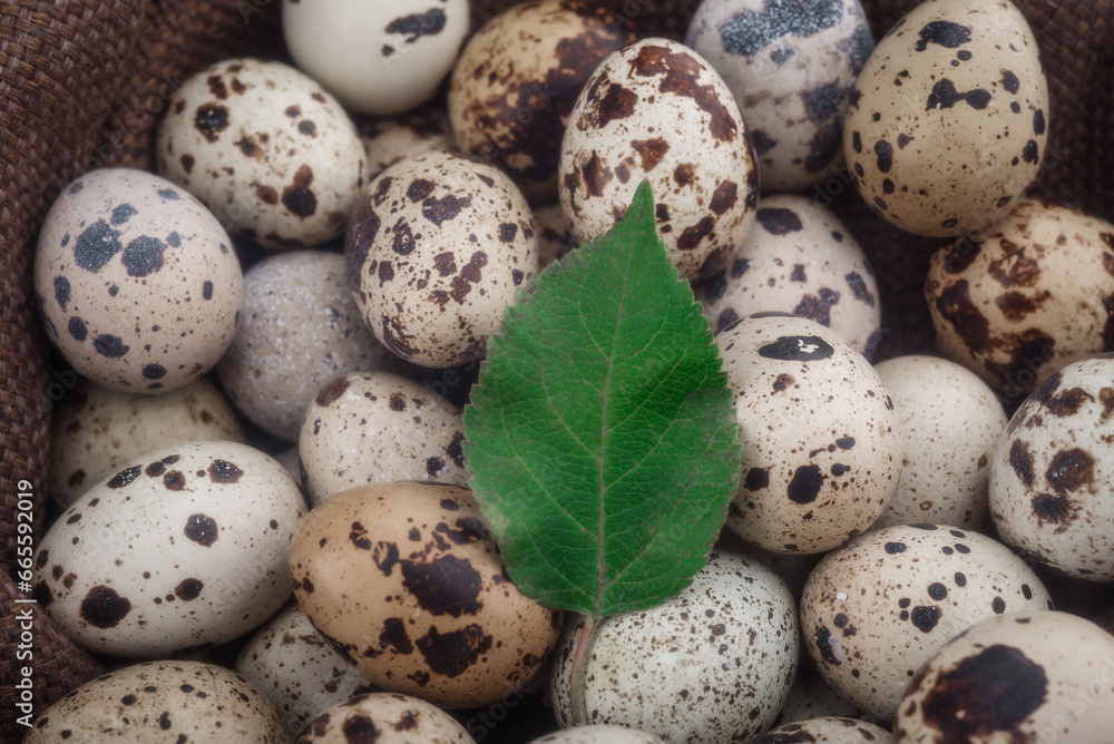 Green leaf on quail eggs. Eco-friendly and healthy quail eggs. Green leaf on quail eggs. Eco-friendly and healthy quail eggs.