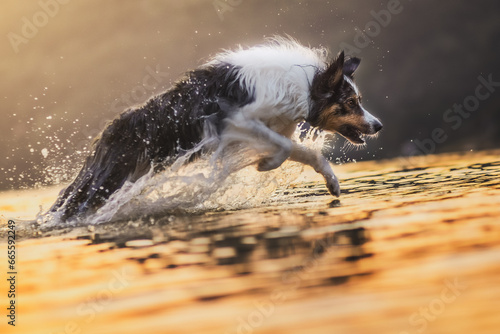 Border collie dog playing on the beach