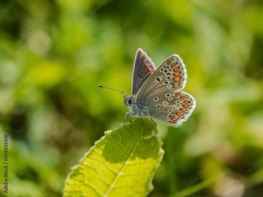 Brown Argus Butterfly on a Leaf Brown Argus Butterfly on a Leaf