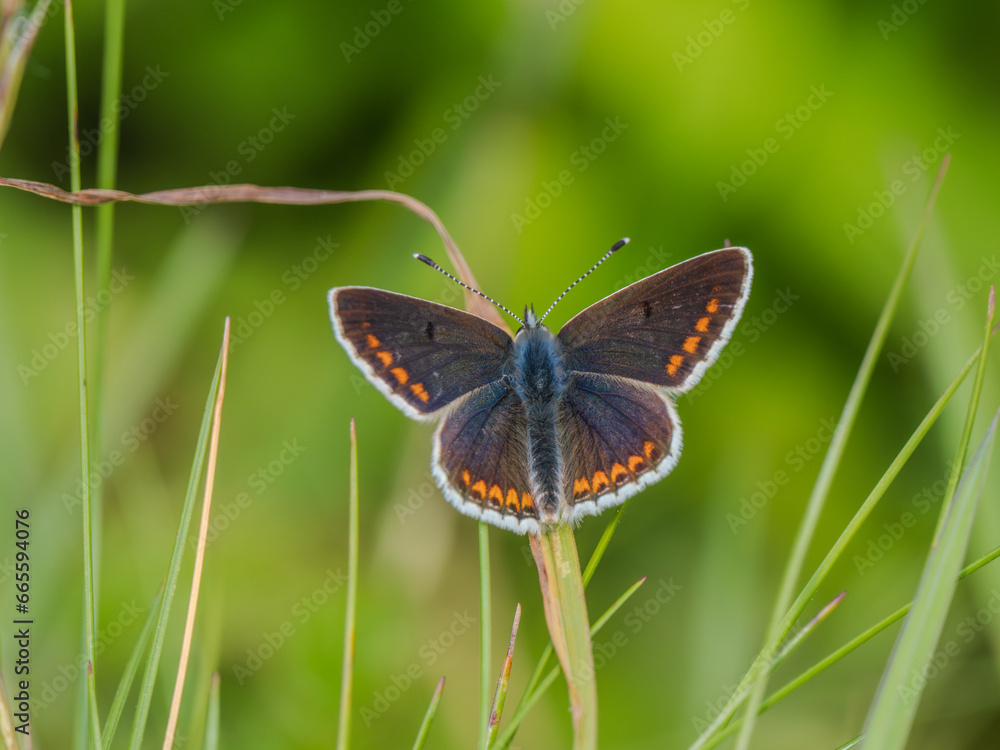 Brown Argus Butterfly on a Grass Stem Brown Argus Butterfly on a Grass Stem