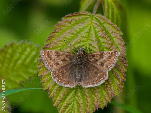 Dingy Skipper Buttterfly Resting Wing Open photo