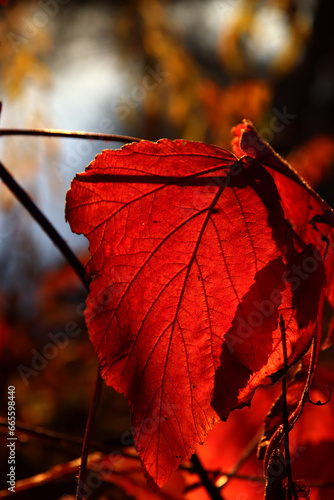 Beautiful maple leaves in autumn sunny day in foreground and blurry background.