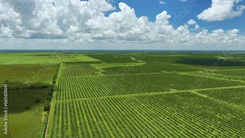 Aerial view of Florida farmlands with rows of orange grove trees growing on a sunny day