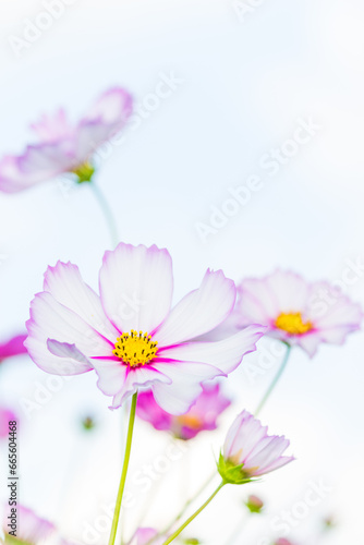 複数のコスモスの花