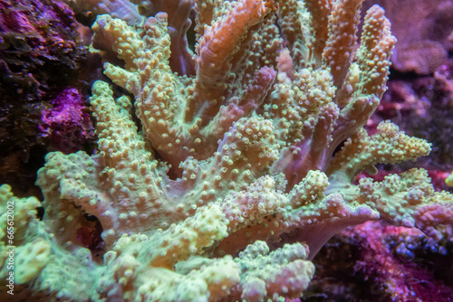 coral of macrophotography