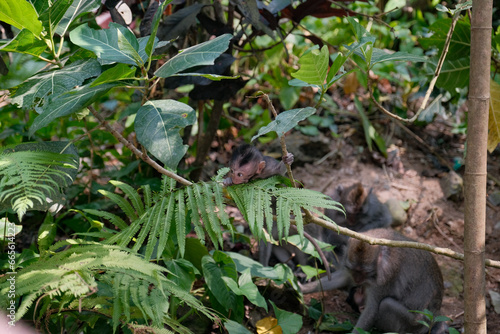 Baby Monkey Clinging to Tree Leaves in Ubud s Monkey Forest