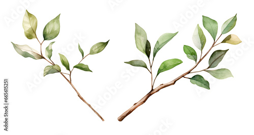 Branch garden watercolor clipart illustration with isolated background © NightCreativity