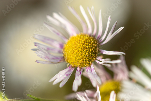 White aster flowers  blurred nature background. Autumn flowers.