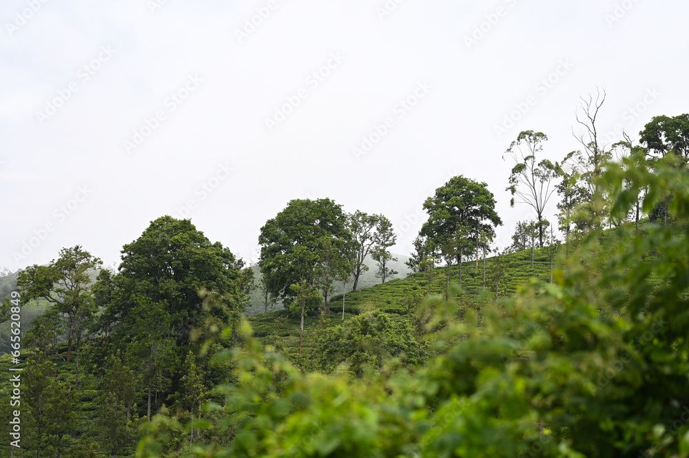 Fototapeta premium A beautiful mountain Landscape from Gudallur, Tamil nadu