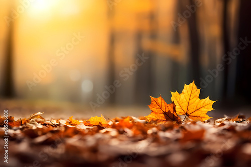 autumn bokeh light background