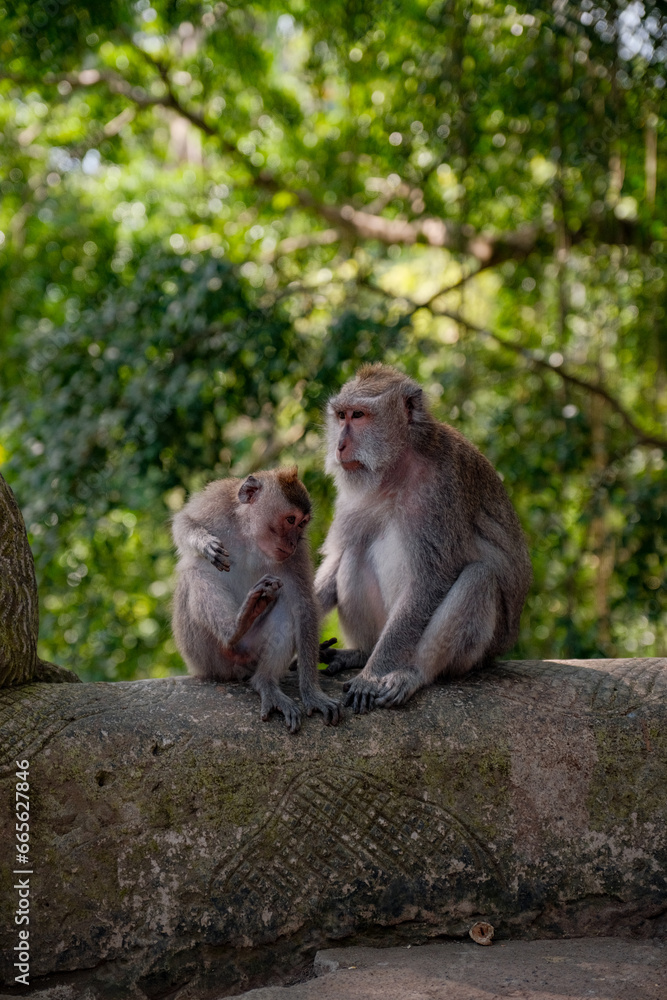 Mother and Child Monkey Amidst Nature's Embrace Mother and Child Monkey Amidst Nature's Embrace