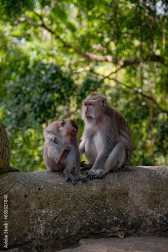 Mother and Child Monkey Amidst Nature's Embrace © TurkoFurko