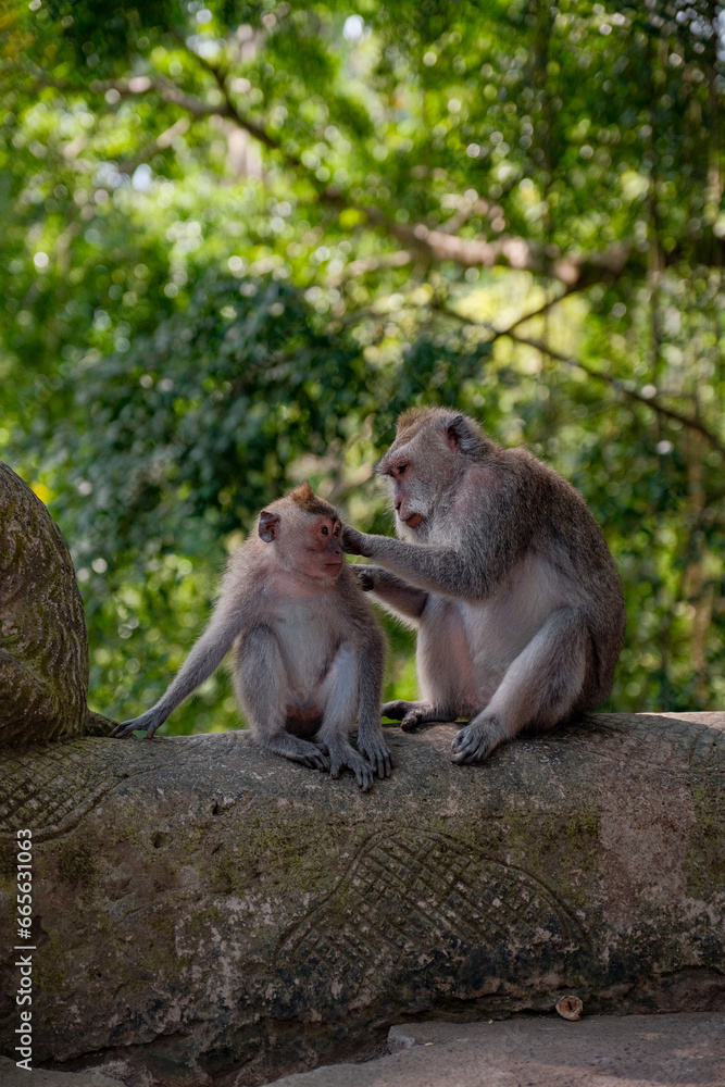 A Mother's Touch: Tender Moment as Mother Monkey Caresses Her Child
