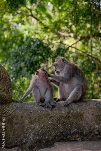 A Mother's Touch: Tender Moment as Mother Monkey Caresses Her Child © TurkoFurko