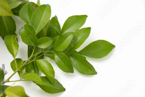 A bouquet of green leaf on white background. 