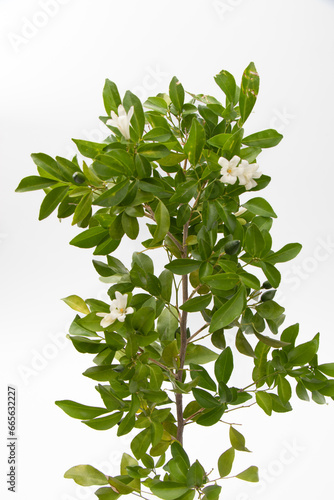 Foto Orange jessamine or Murraya paniculata with white fragrant flowers and green leaves on white background, selective focus on blooming jasmine orange plant for garden decoration and herbal medicine