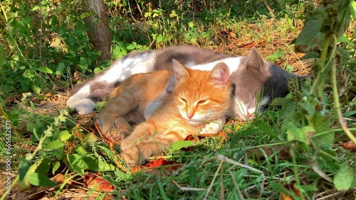 Cute cats sleeping in an embrace. High quality FullHD footage