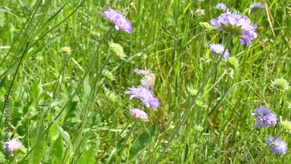 Violet wild flowers, butterfly Small heath, Coenonympha pamphilus and bee among green grasses in natural environment on windy and sunny warm weather - real time. Topics: beauty of nature, blooming Violet wild flowers, butterfly Small heath, Coenonympha pamphilus and bee among green grasses in natural environment on windy and sunny warm weather - real time. Topics: beauty of nature, blooming