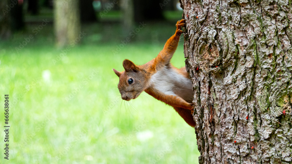 Red European Squirrel on a tree. Animal Portrait Photography. Wildlife in the city park Red European Squirrel on a tree. Animal Portrait Photography. Wildlife in the city park