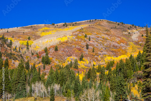 Aspens in a Liitle Cottonwood Canyon, Salt Lake Cty area photo