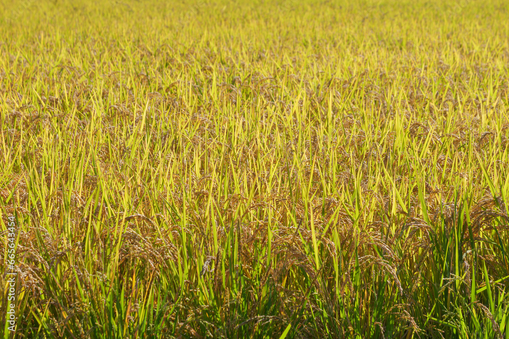 Ripe fields on a farm, autumn, harvest, rice fields