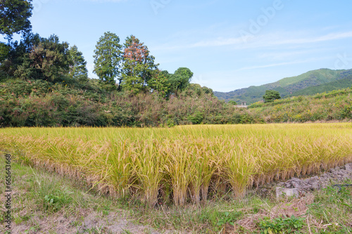Ripe fields on a farm, autumn, harvest, rice fields