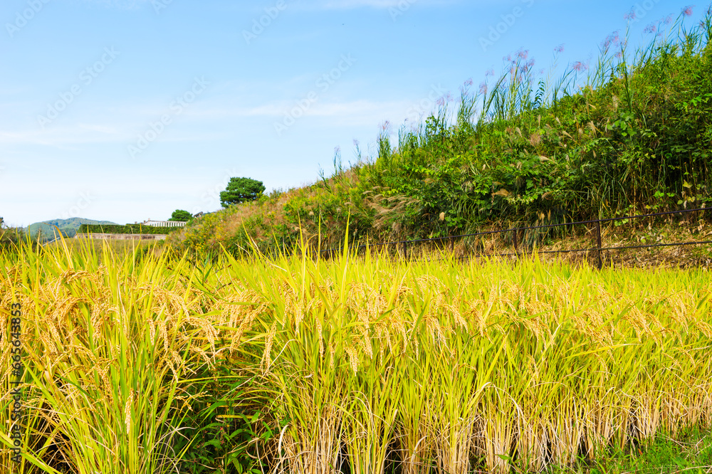 Ripe fields on a farm, autumn, harvest, rice fields Ripe fields on a farm, autumn, harvest, rice fields