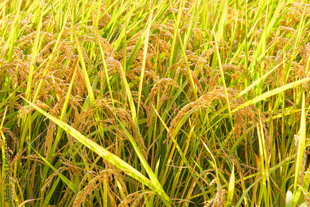 Autumn sunlight, yellow ears of rice in abundant harvest, paddy field scenery at dusk Autumn sunlight, yellow ears of rice in abundant harvest, paddy field scenery at dusk