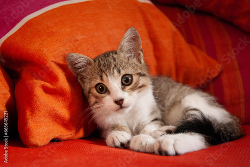 portrait of cute kitten on orange sofa