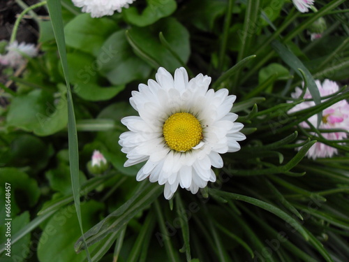 white daisy flower