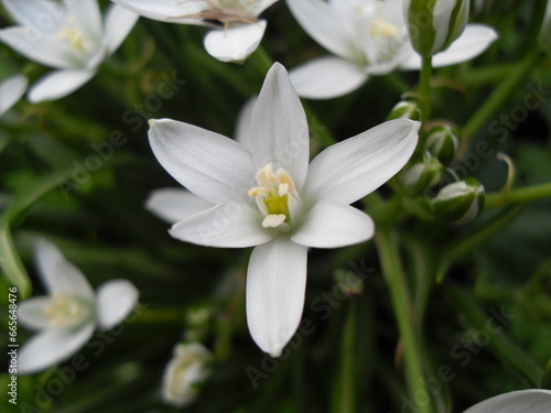 white spring flowers © Володимир Лаговський
