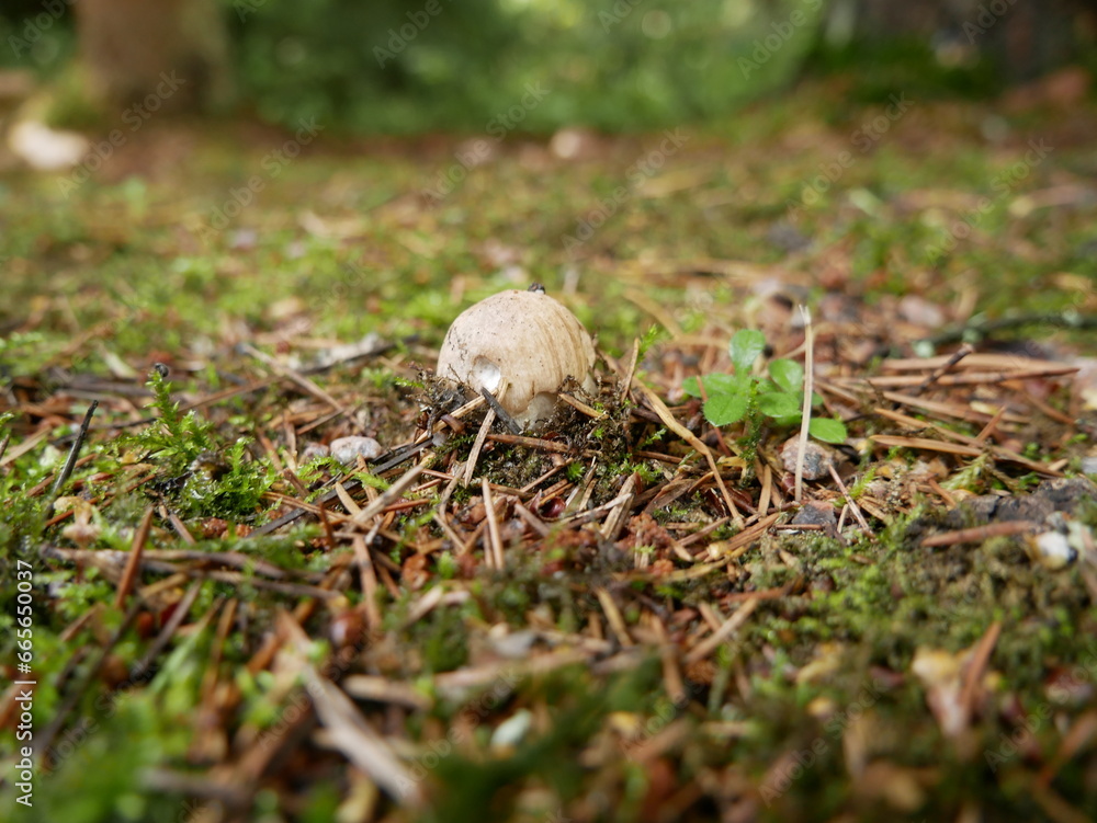 The boletus mushroom grows among green moss in a clearing in the forest. Edible healthy mushroom in the forest in summer. Vegetarian food in natural conditions. The boletus mushroom grows among green moss in a clearing in the forest. Edible healthy mushroom in the forest in summer. Vegetarian food in natural conditions.