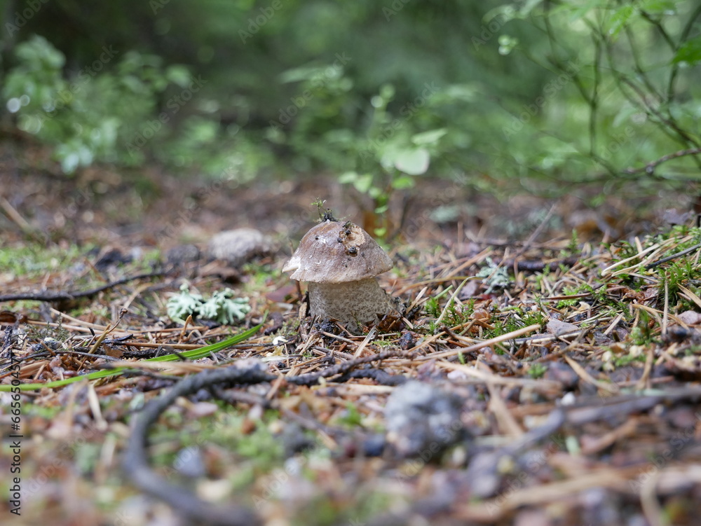 The boletus mushroom grows among green moss in a clearing in the forest. Edible healthy mushroom in the forest in summer. Vegetarian food in natural conditions. The boletus mushroom grows among green moss in a clearing in the forest. Edible healthy mushroom in the forest in summer. Vegetarian food in natural conditions.