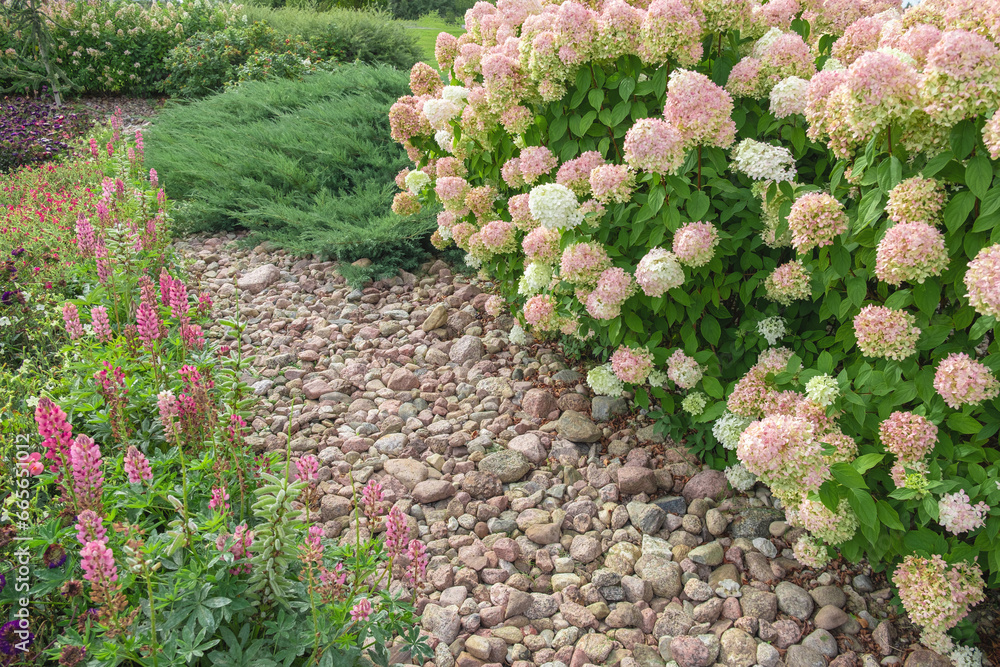 Hydrangea paniculata and conifer. Beautiful Garden path made of natural ...