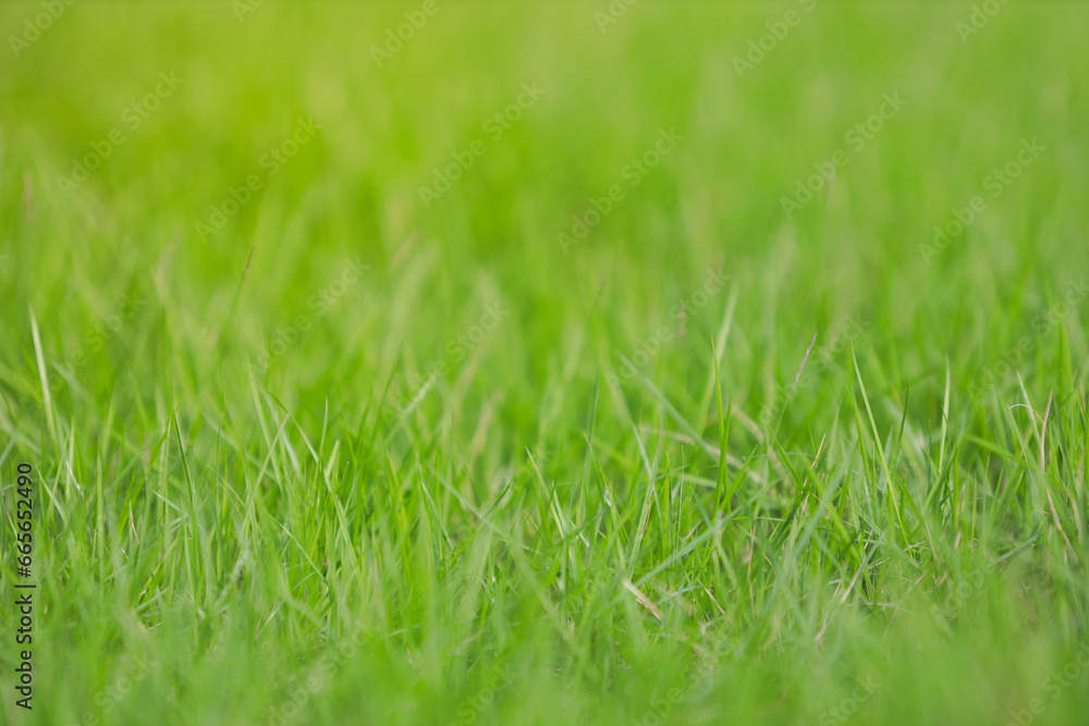green grass texture. green grass texture.