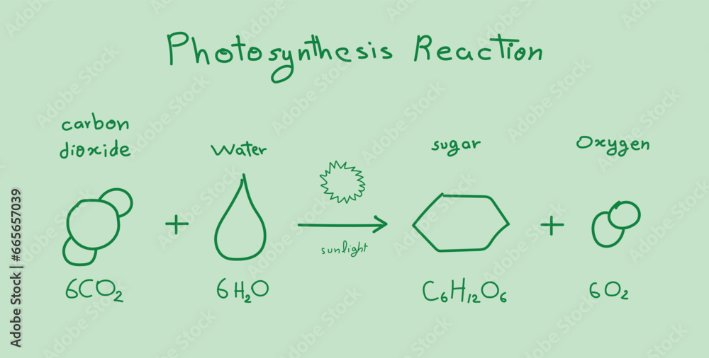 Photosynthesis equation. Carbon dioxide, water, sugars and oxygen